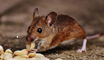 24 Hour & Emergency Exterminators in Black Mtn, NC